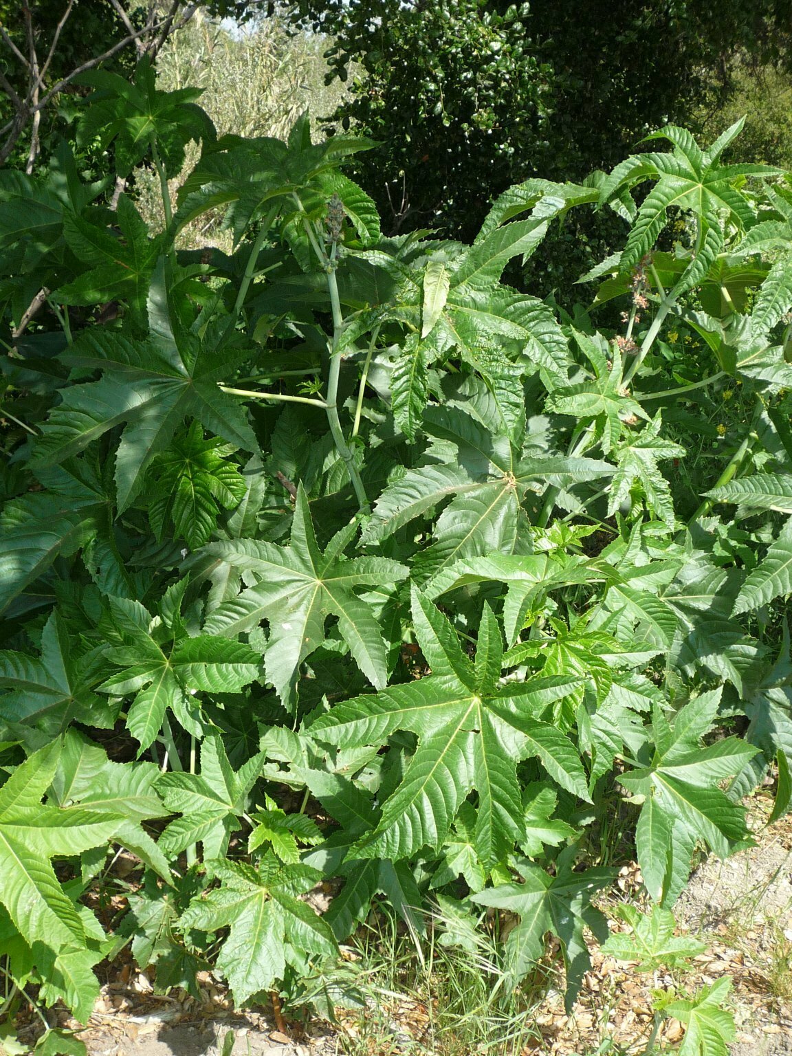High Resolution Ricinus communis Leaf